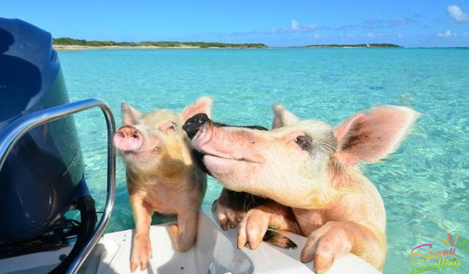 Свинья кайфует. Пиг-Бич Багамские острова. Остров Эксума Багамы свинки. Пиг-Бич остров свиней. Багамские острова остров Пиг Бич.